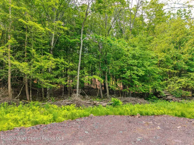 a view of a backyard with plants and palm trees
