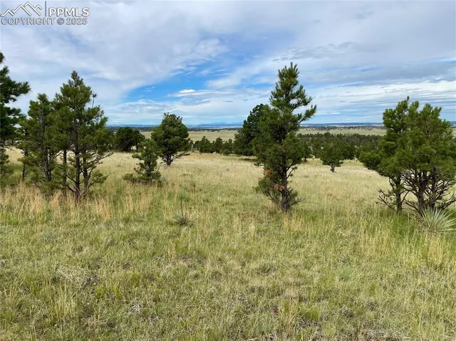 a view of a dry yard