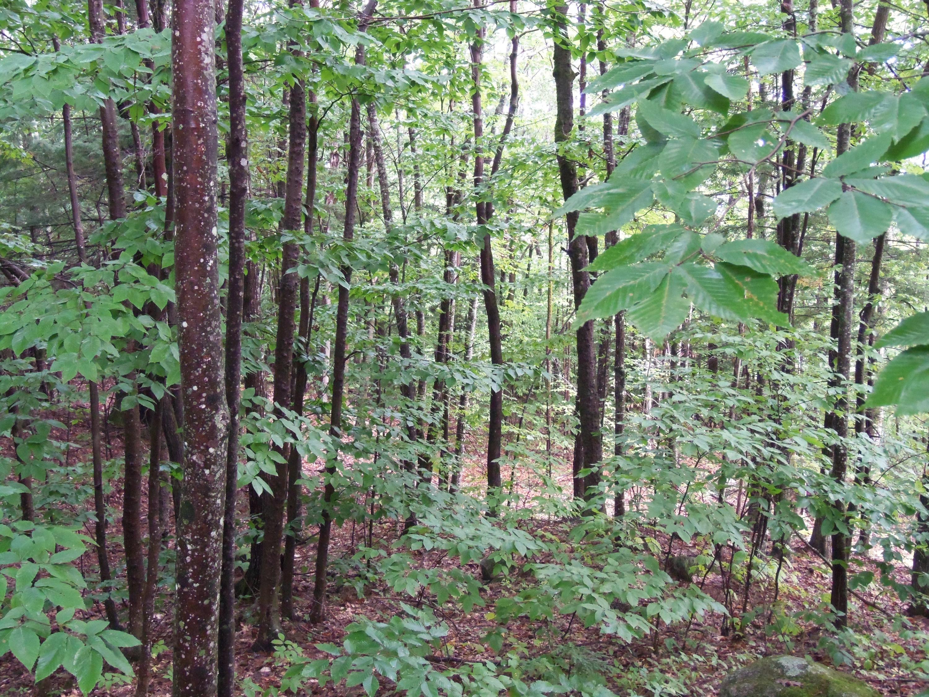 267 Quarry Road New Gloucester, ME 04260 - Photo 21 of 21 102_1424