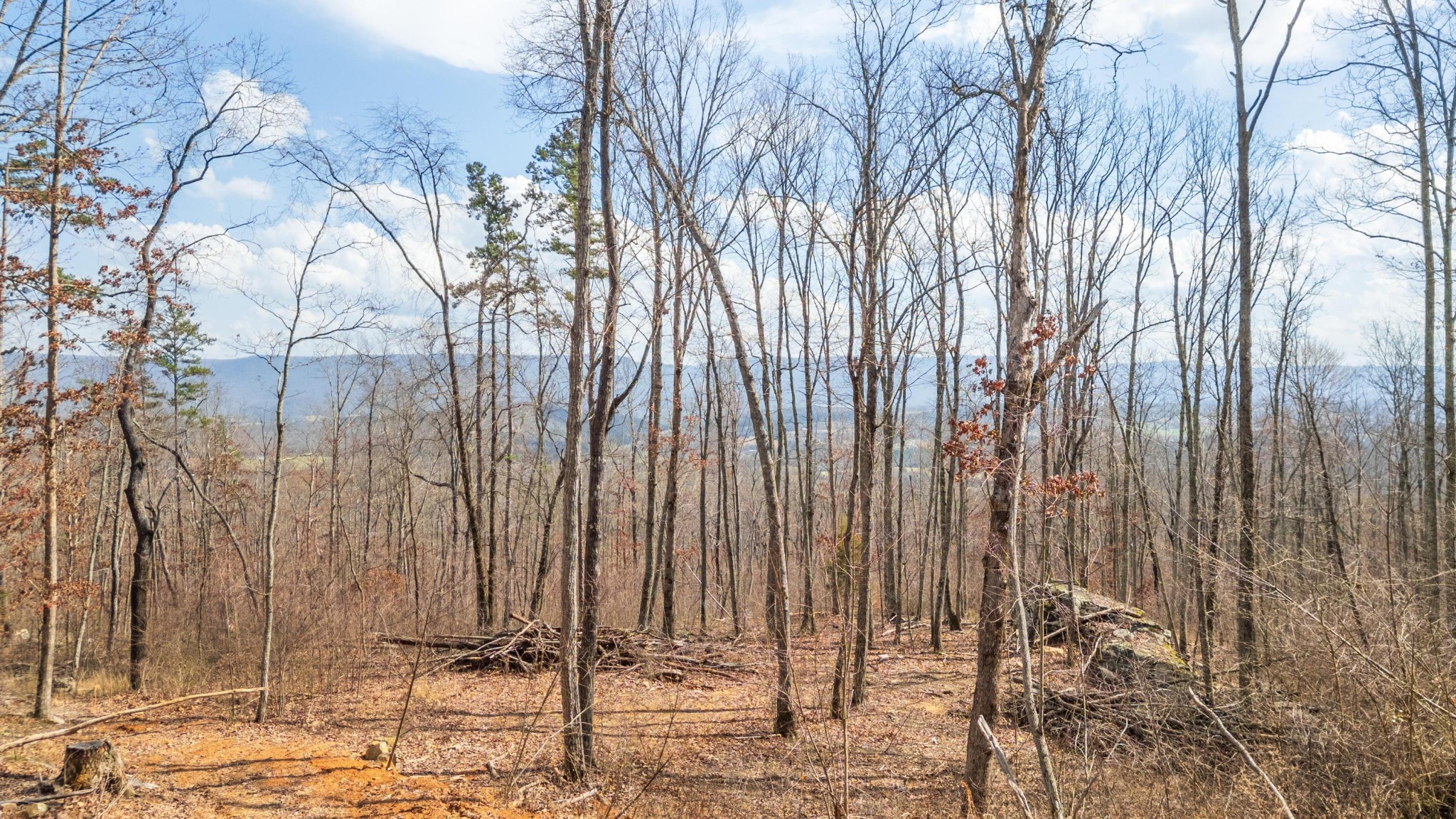 0 Lee Station Mountain Road Pikeville, TN 37367 - Photo 14 of 31 a view of a row of trees