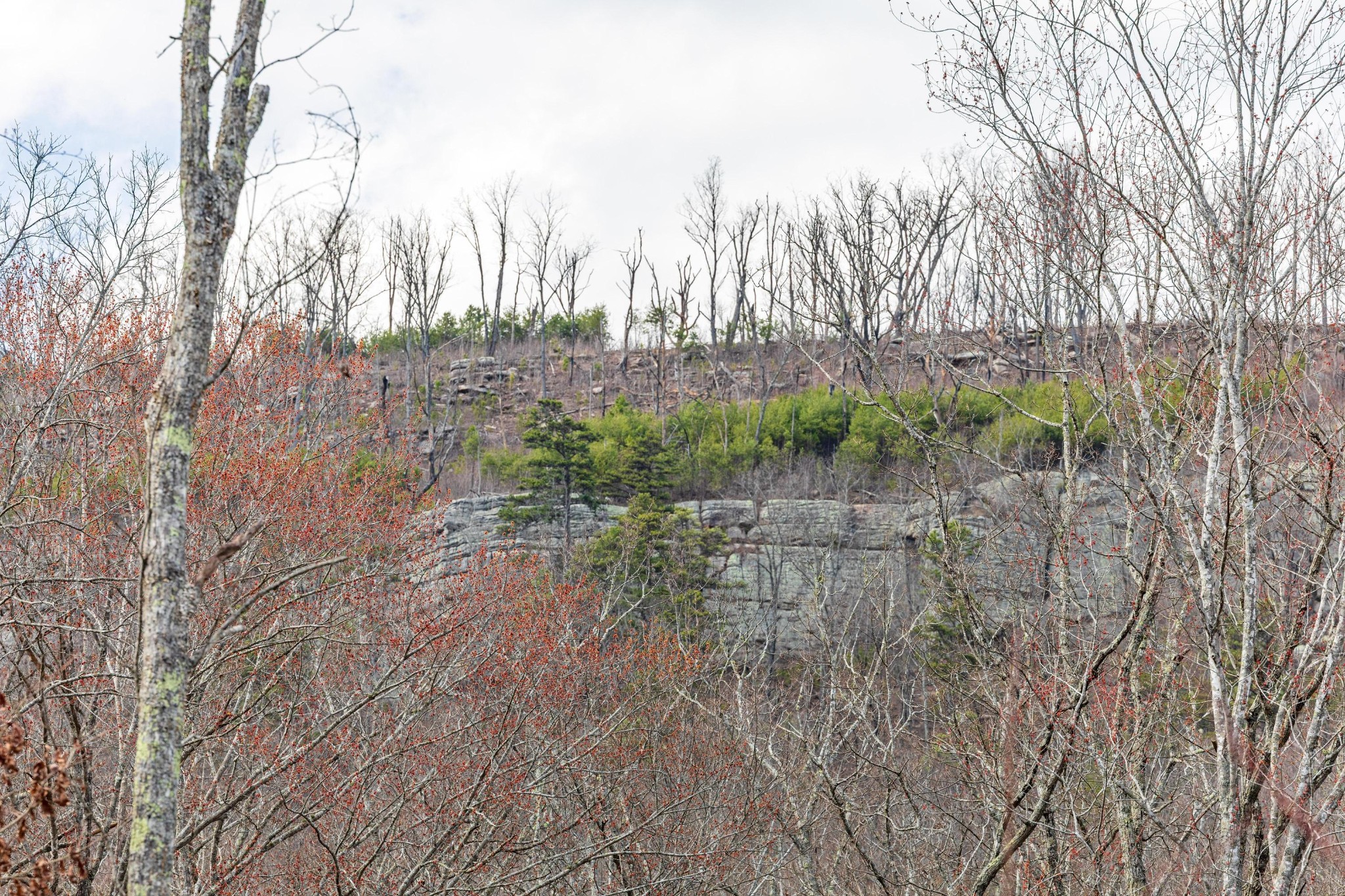 0 Lee Station Mountain Road Pikeville, TN 37367 - Photo 23 of 31 a view of a yard with large trees
