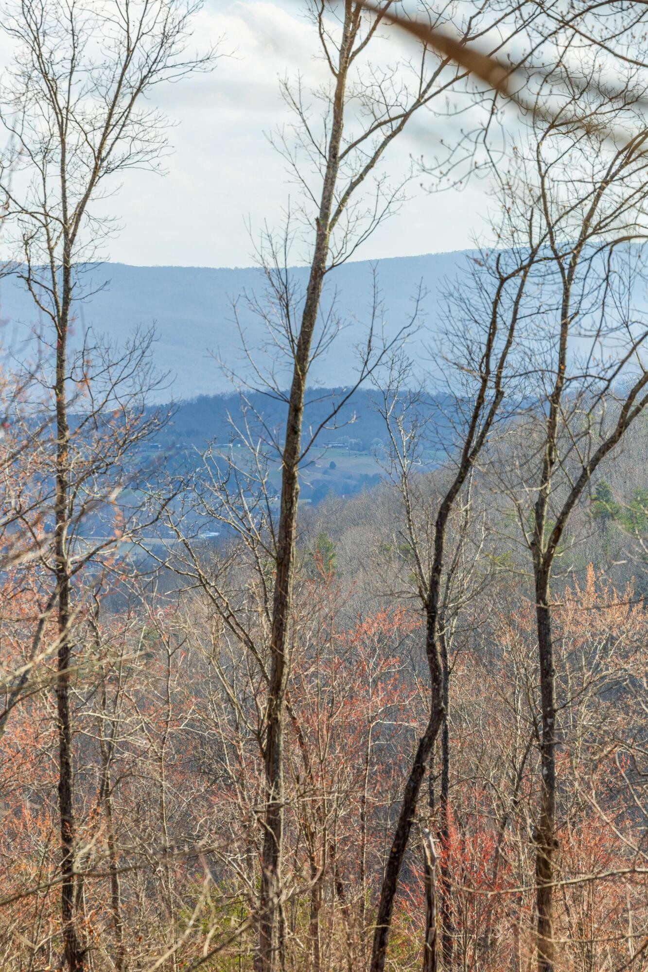 0 Lee Station Mountain Road Pikeville, TN 37367 - Photo 25 of 31 a view of a yard with plants and trees