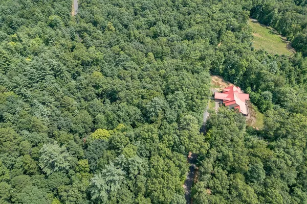 a view of a lush green forest with lush green forest