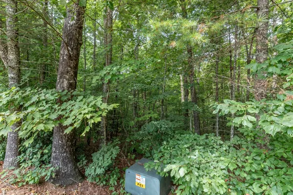 a view of forest