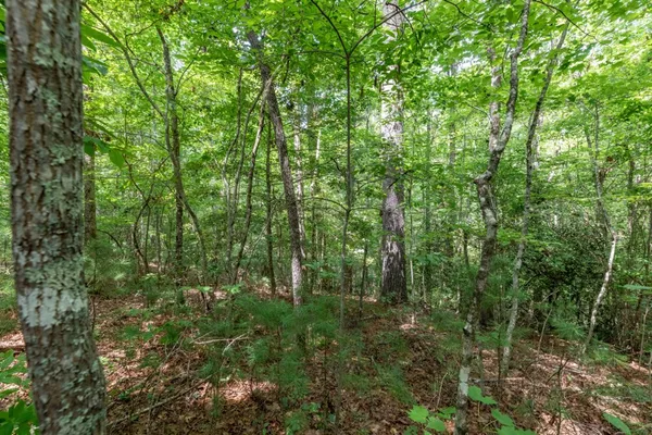 a view of a lush green forest