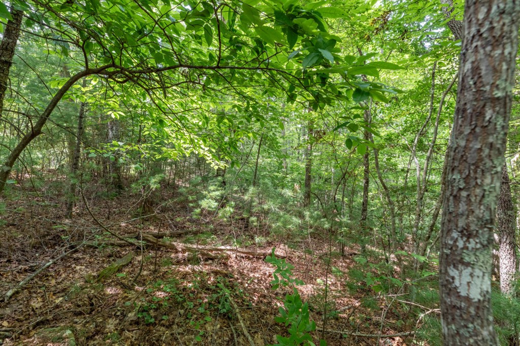 Lot 18 The Ridges Murphy, NC 28906 - Photo 6 of 25