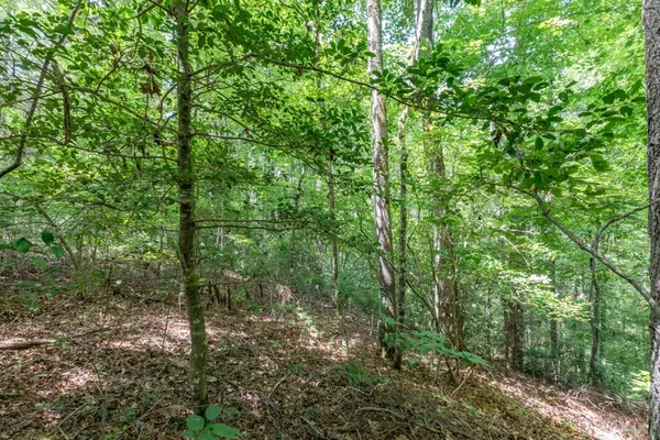 a view of a lush green forest