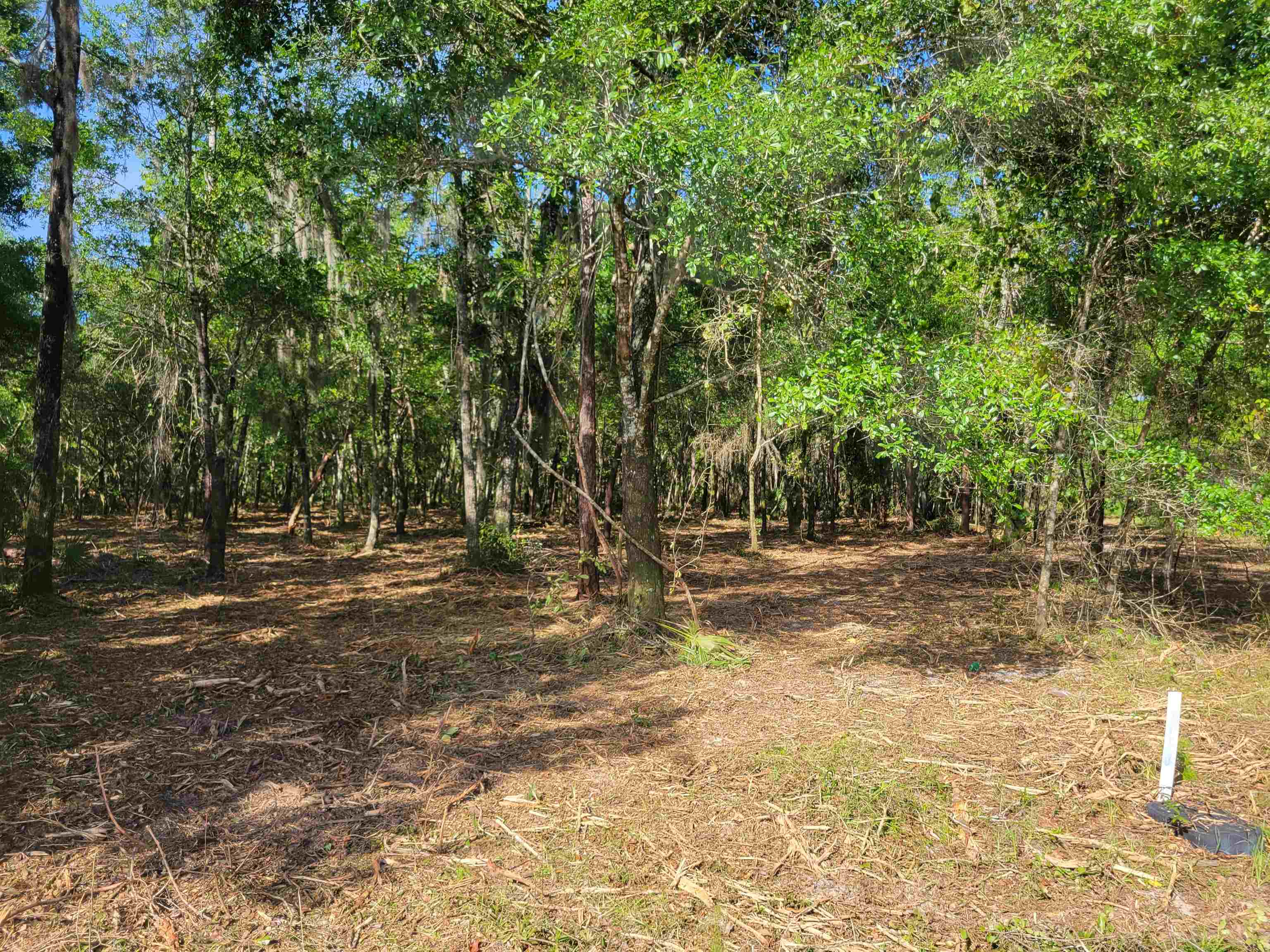 Xx Gentlemen Road Ochlockonee Bay, FL 32346 - Photo 4 of 9 Gallery Image 4