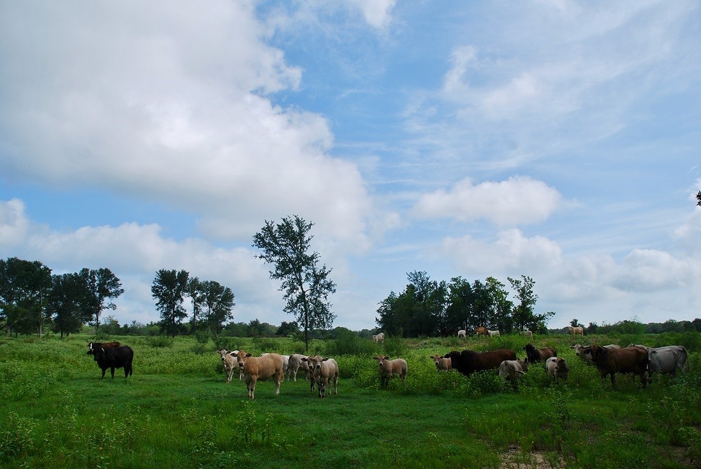 9590 Maynard Hallmark Road Flatonia, TX 78941 - Photo 12 of 31 a view of a garden with sitting area