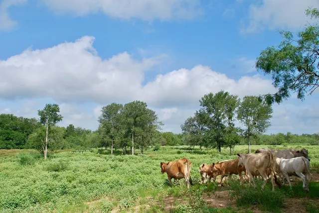 a view of a field of grass and trees