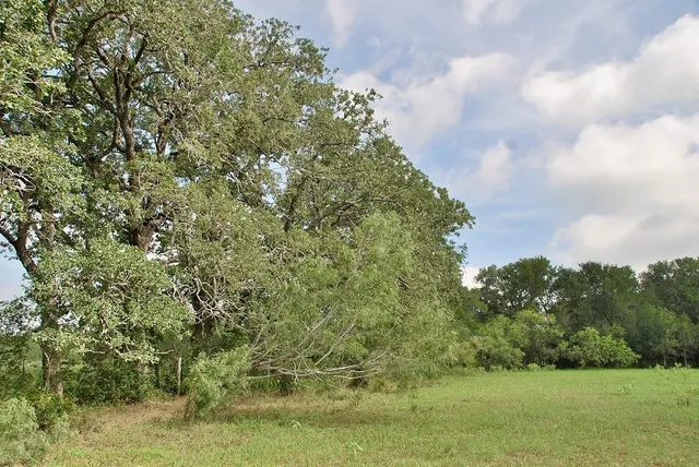 a view of a lush green forest