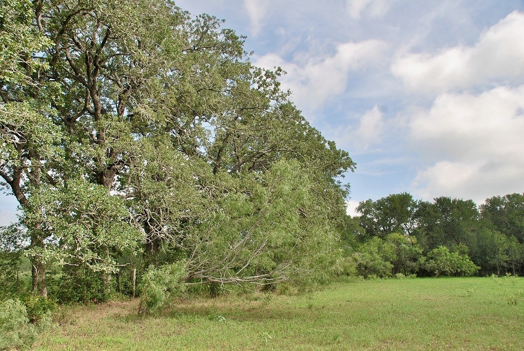 9590 Maynard Hallmark Road Flatonia, TX 78941 - Photo 14 of 31 a view of a bunch of trees