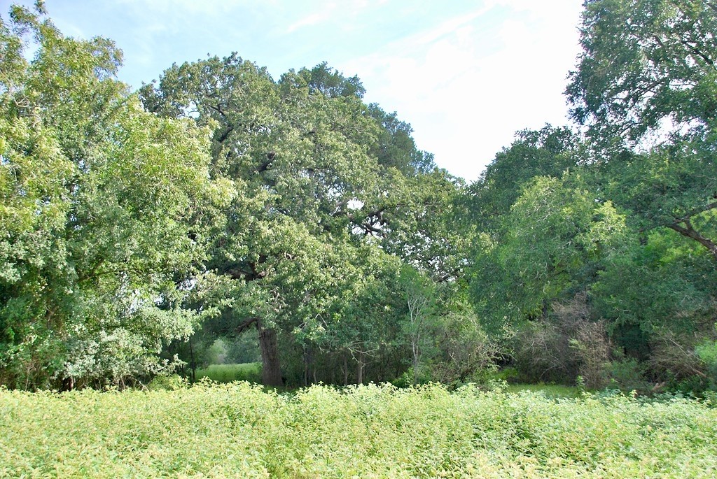 9590 Maynard Hallmark Road Flatonia, TX 78941 - Photo 16 of 31 a view of a lush green forest