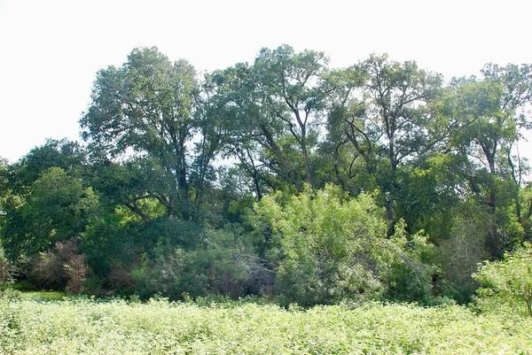 a view of a forest with lots of trees