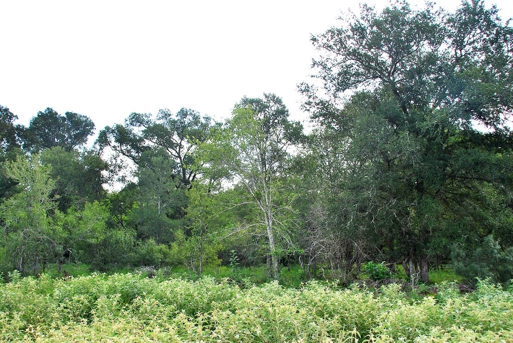 9590 Maynard Hallmark Road Flatonia, TX 78941 - Photo 18 of 31 a view of forest