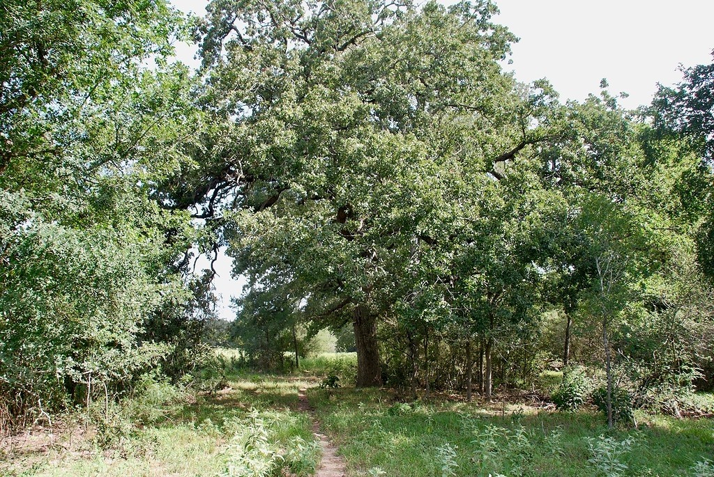 9590 Maynard Hallmark Road Flatonia, TX 78941 - Photo 26 of 31 a view of a yard