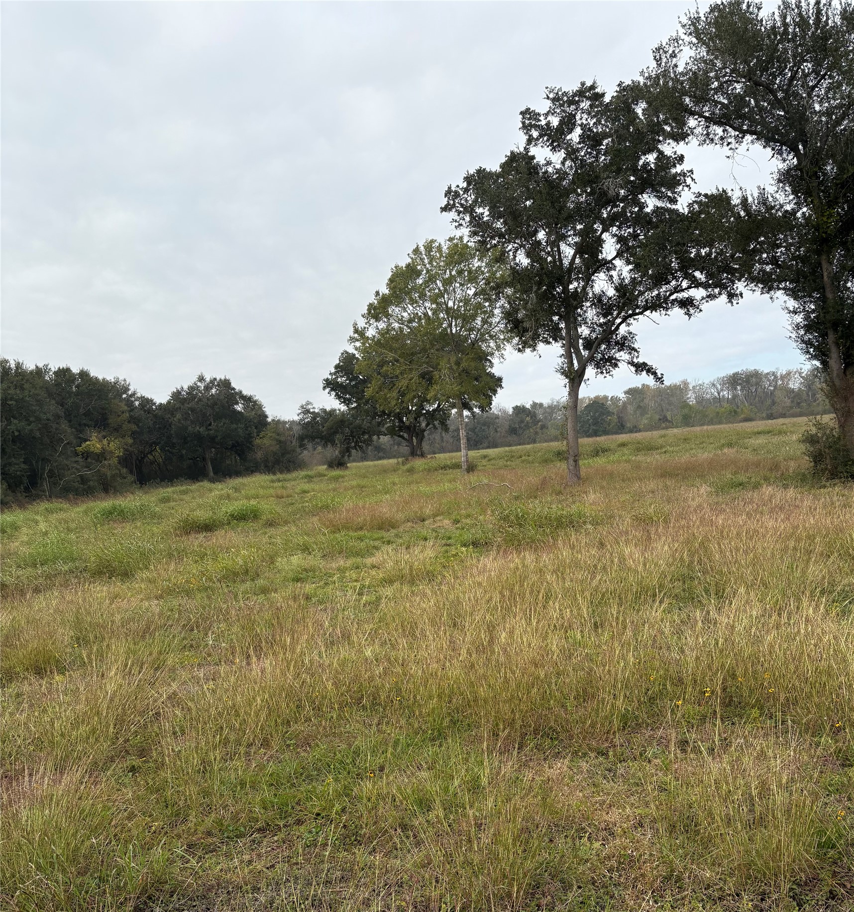 0 Cr-42 Rosharon, TX 77583 - Photo 2 of 6