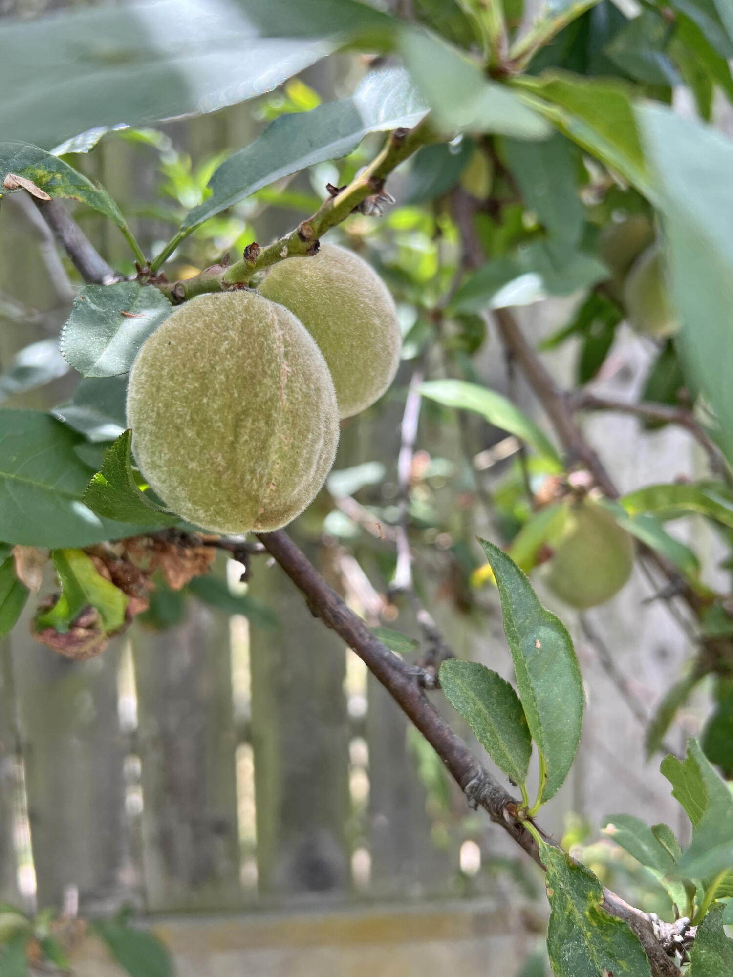 6231 Covington Way Goleta, CA 93117 - Photo 33 of 36 Fruit Trees