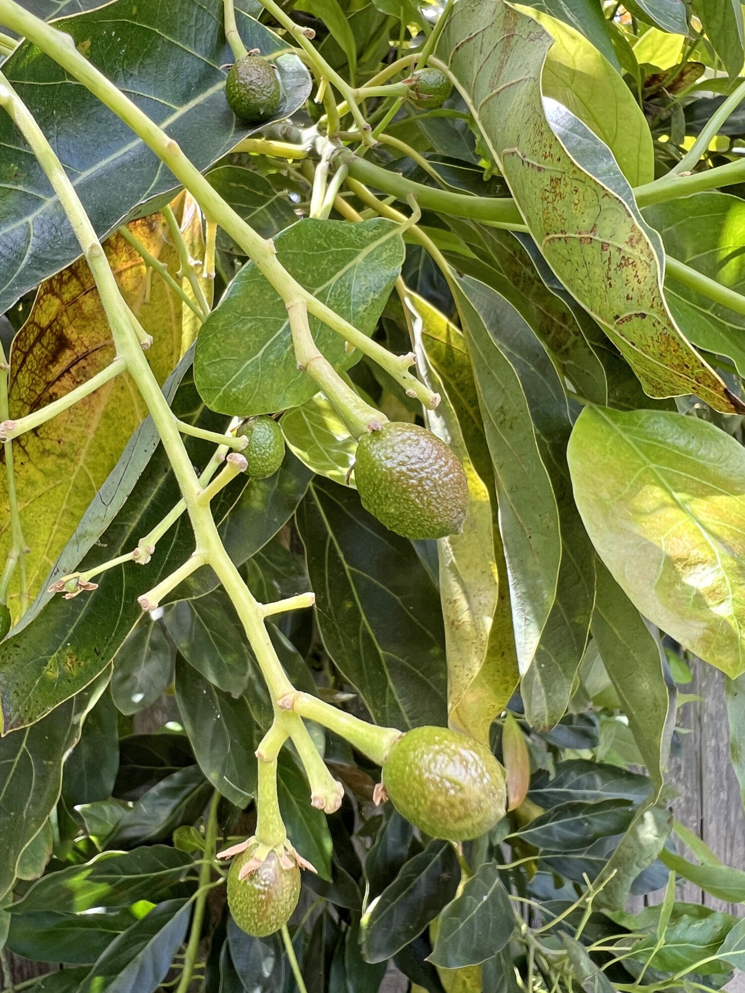 6231 Covington Way Goleta, CA 93117 - Photo 34 of 36 Avocado Tree
