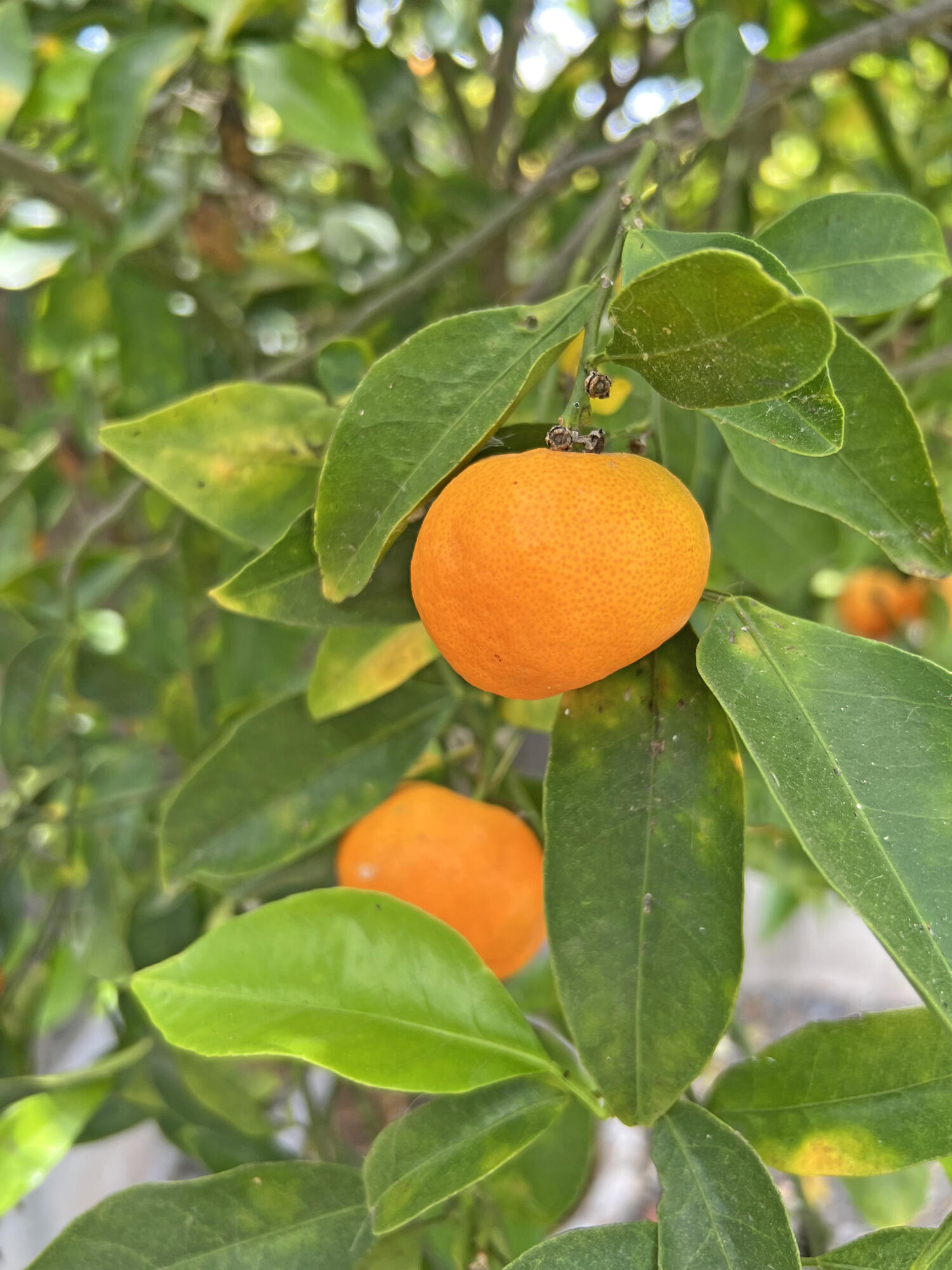 6231 Covington Way Goleta, CA 93117 - Photo 35 of 36 Fruit Trees