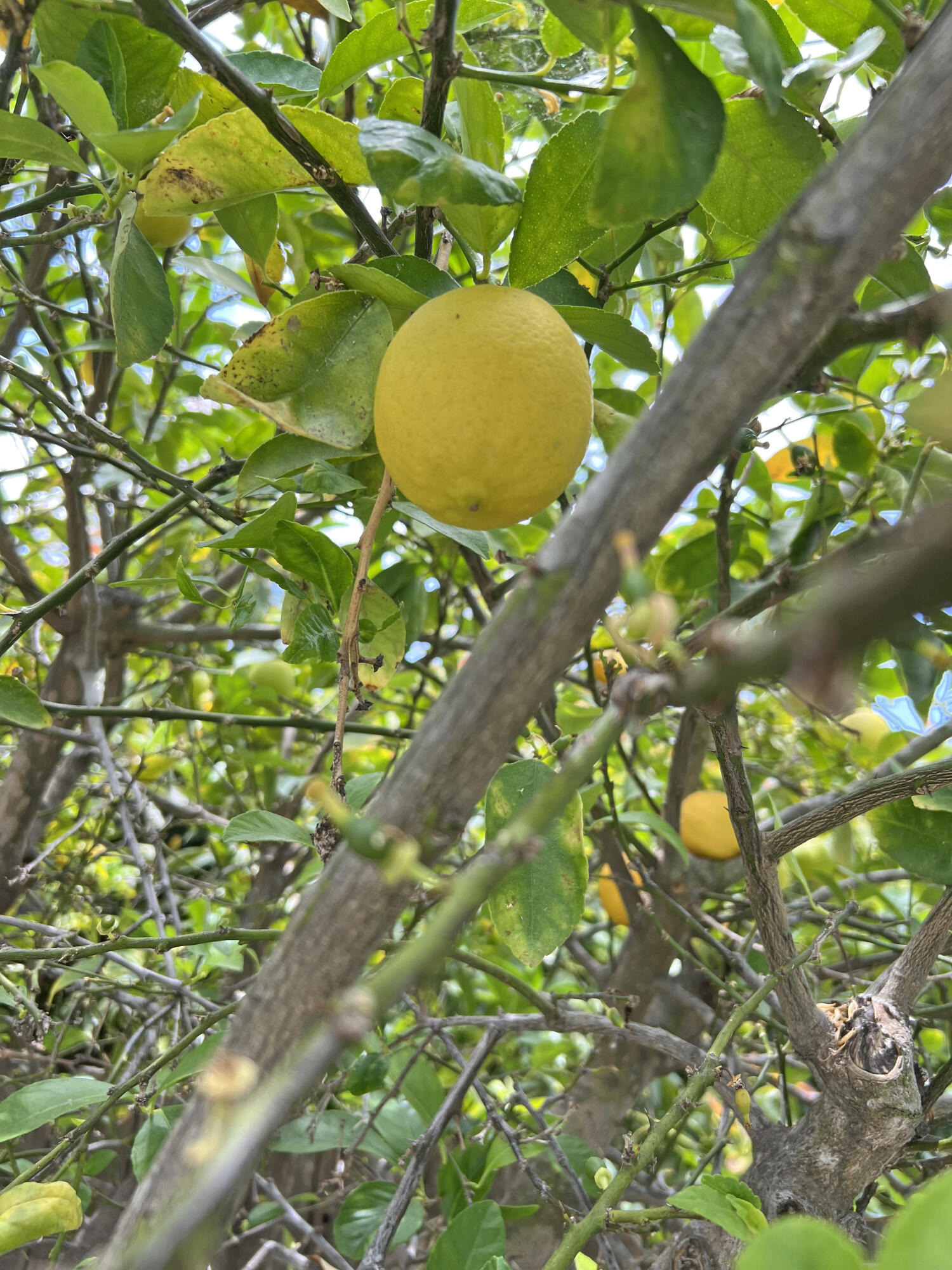 6231 Covington Way Goleta, CA 93117 - Photo 36 of 36 Fruit Trees