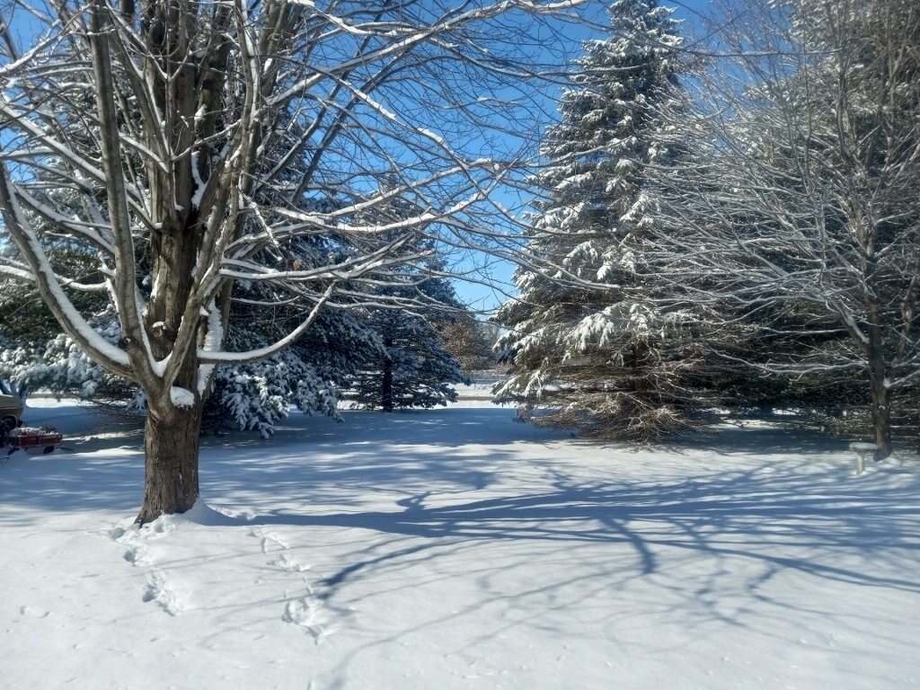 8308 Schmidt Street Spring Grove, IL 60081 - Photo 24 of 33 a view of a yard with a tree
