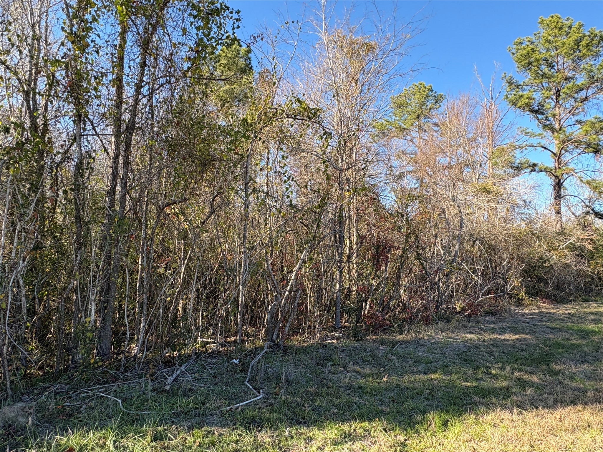 0 Us-190 Point Point Blank, TX 77364 - Photo 2 of 11 a view of a yard