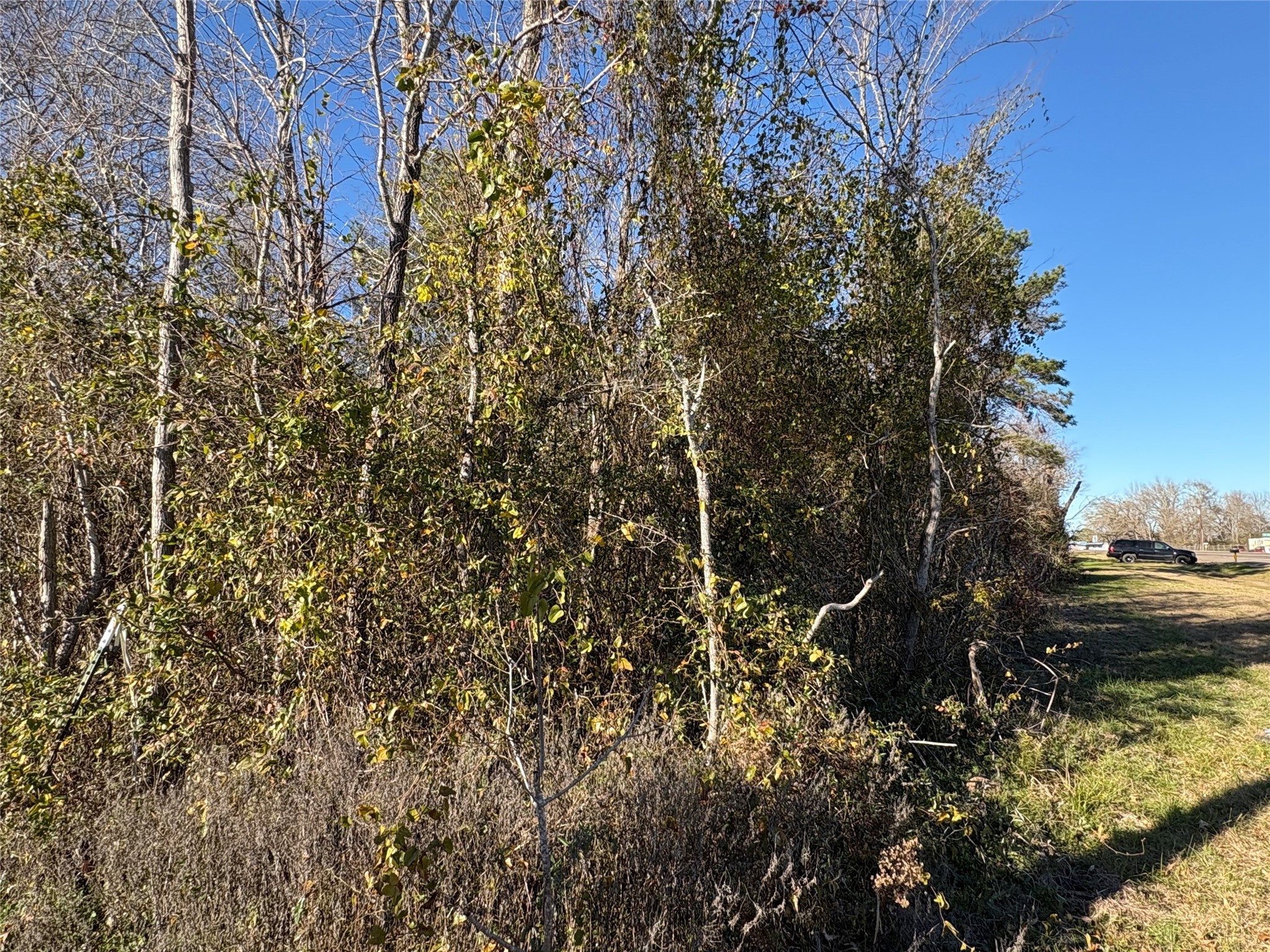 0 Us-190 Point Point Blank, TX 77364 - Photo 7 of 11 a view of a yard with plants and trees