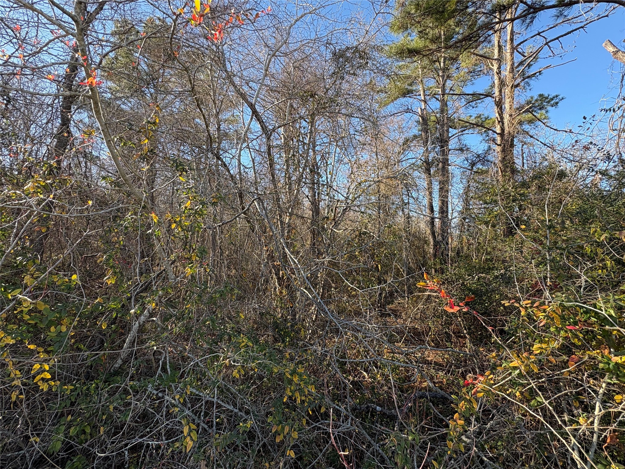 0 Us-190 Point Point Blank, TX 77364 - Photo 8 of 11 a view of a yard with plants and tree