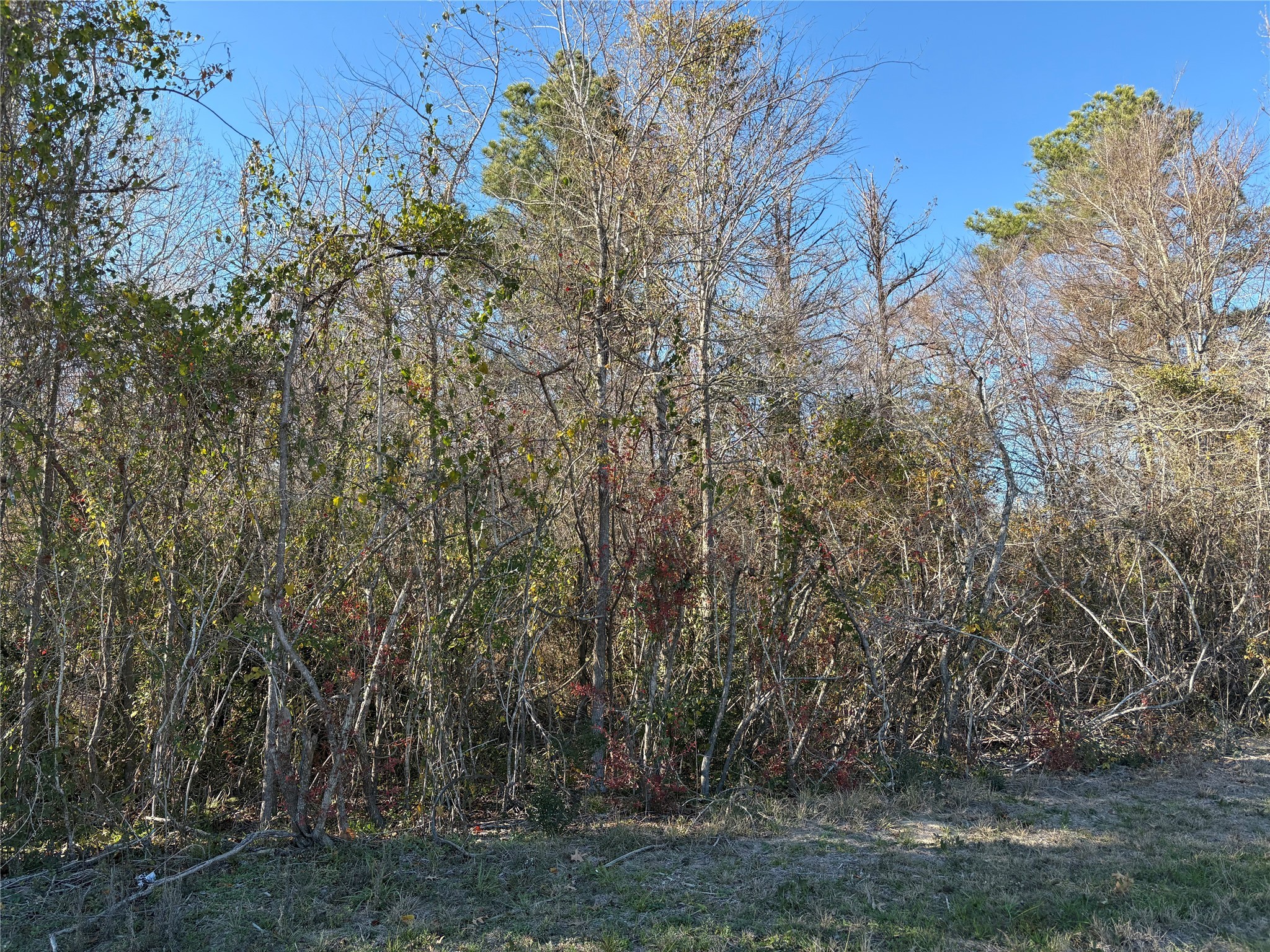 0 Us-190 Point Point Blank, TX 77364 - Photo 10 of 11 a view of a yard with large trees