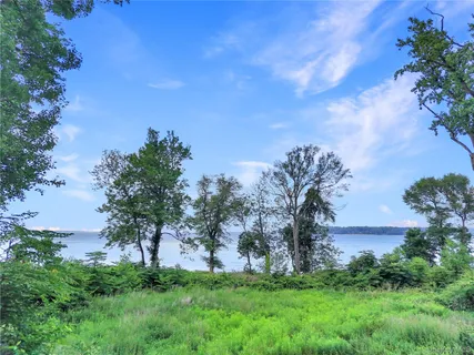 a view of a big yard with plants and a large tree