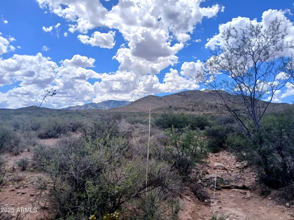 a view of a bunch of trees