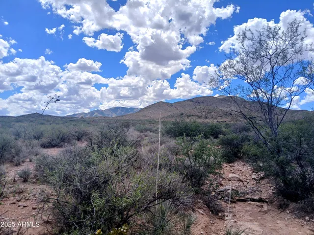a view of a bunch of trees