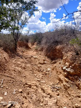 a view of a yard with a tree