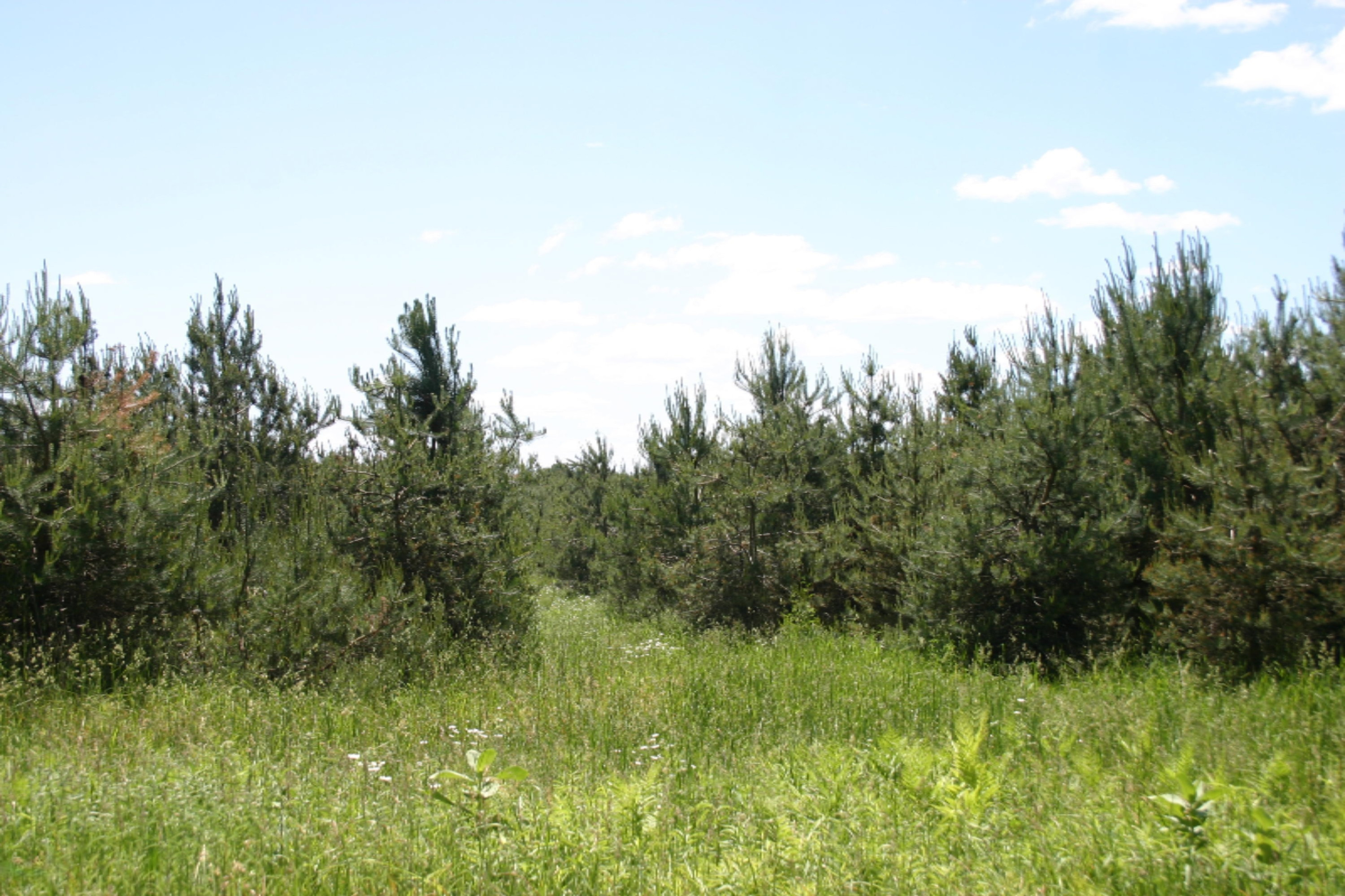 4 West Mile Road Hesperia, MI 49421 - Photo 6 of 12 Hunting and Recreation