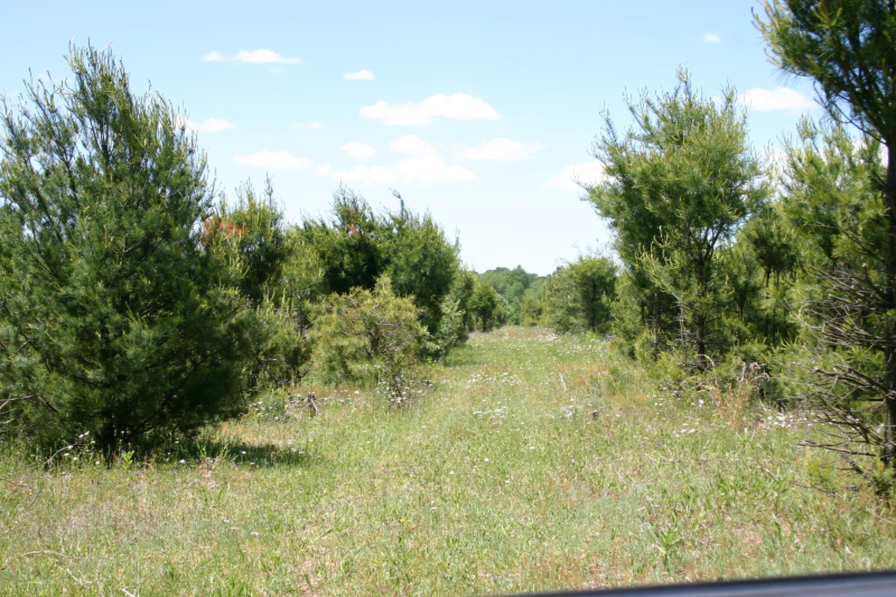 4 West Mile Road Hesperia, MI 49421 - Photo 8 of 12 Old Tree Farm