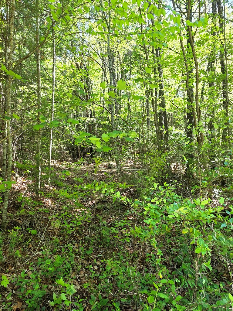 0 Vincent Colvin Road Robbinsville, NC 28771 - Photo 4 of 18