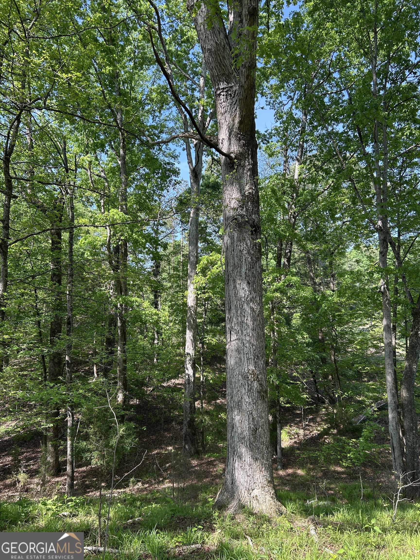 1745 Hannah Creek Church Road Royston, GA 30662 - Photo 26 of 60