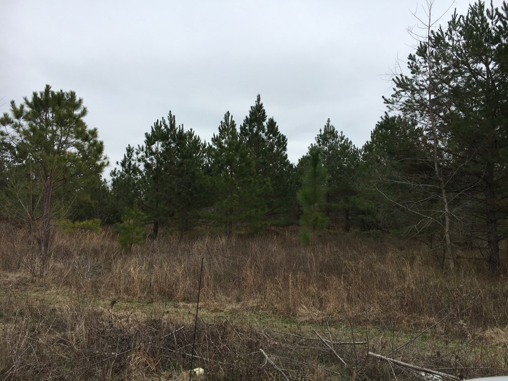 4855 Pinewood Road Pinewood, SC 29125 - Photo 2 of 2 Gallery Image 2