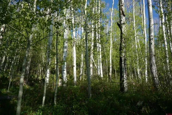 a view of a yard