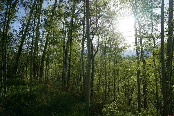 a view of a lush green forest with a house