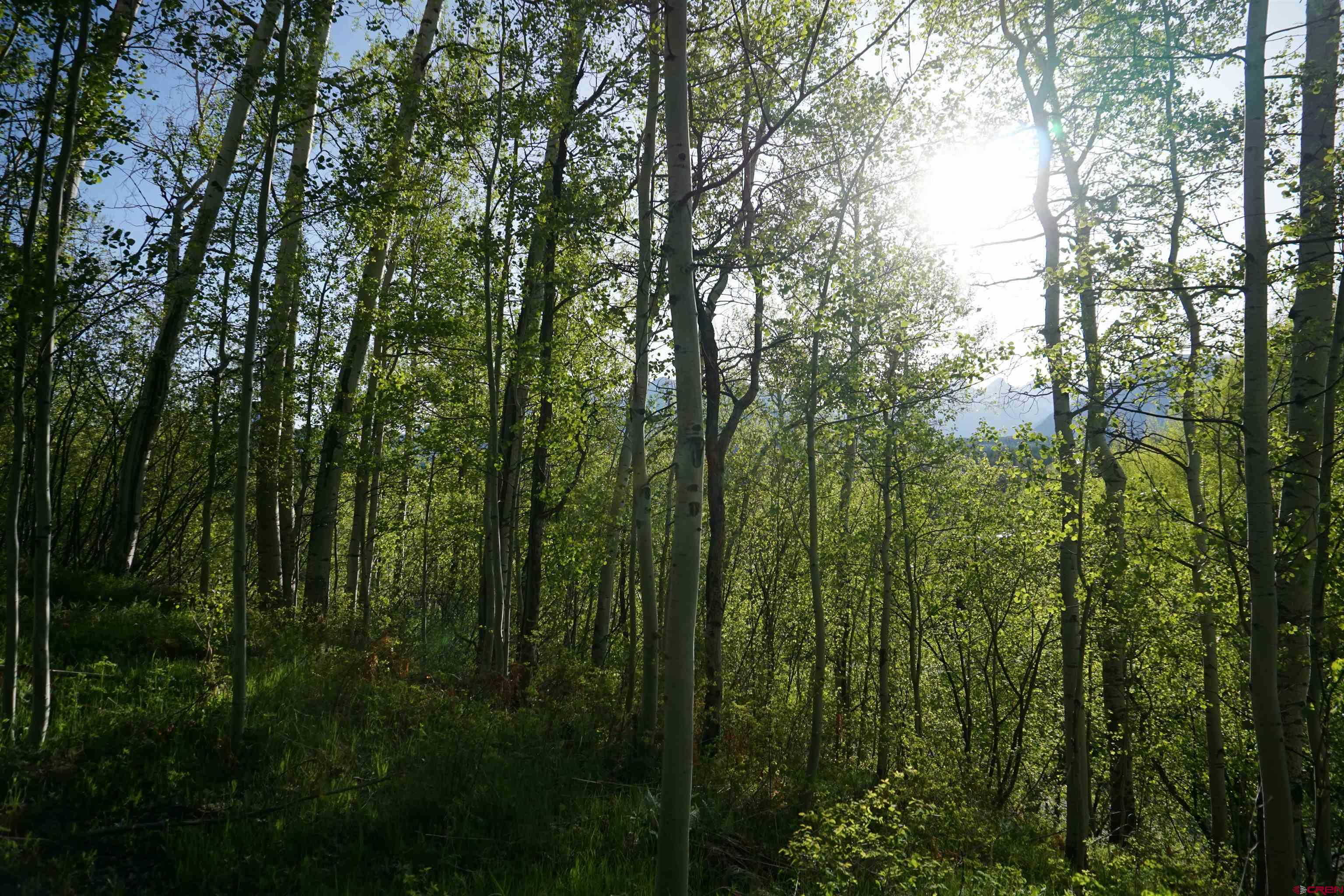 350 Falcon Ridge Road Durango, CO 81301 - Photo 25 of 39 a view of a forest in a forest