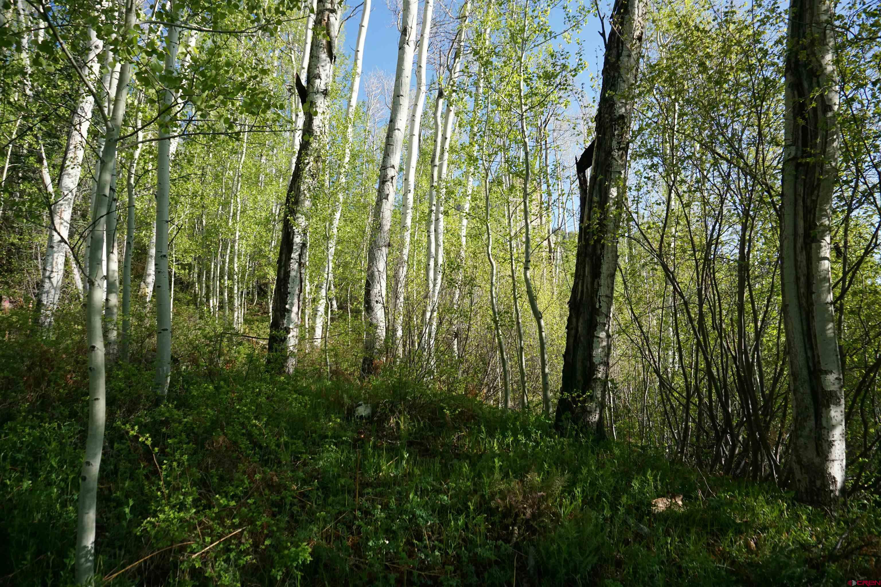 350 Falcon Ridge Road Durango, CO 81301 - Photo 4 of 39 a view of yard