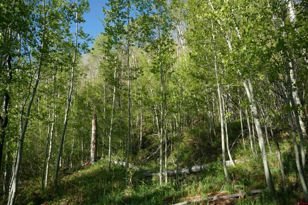 a view of a lush green forest with lots of trees