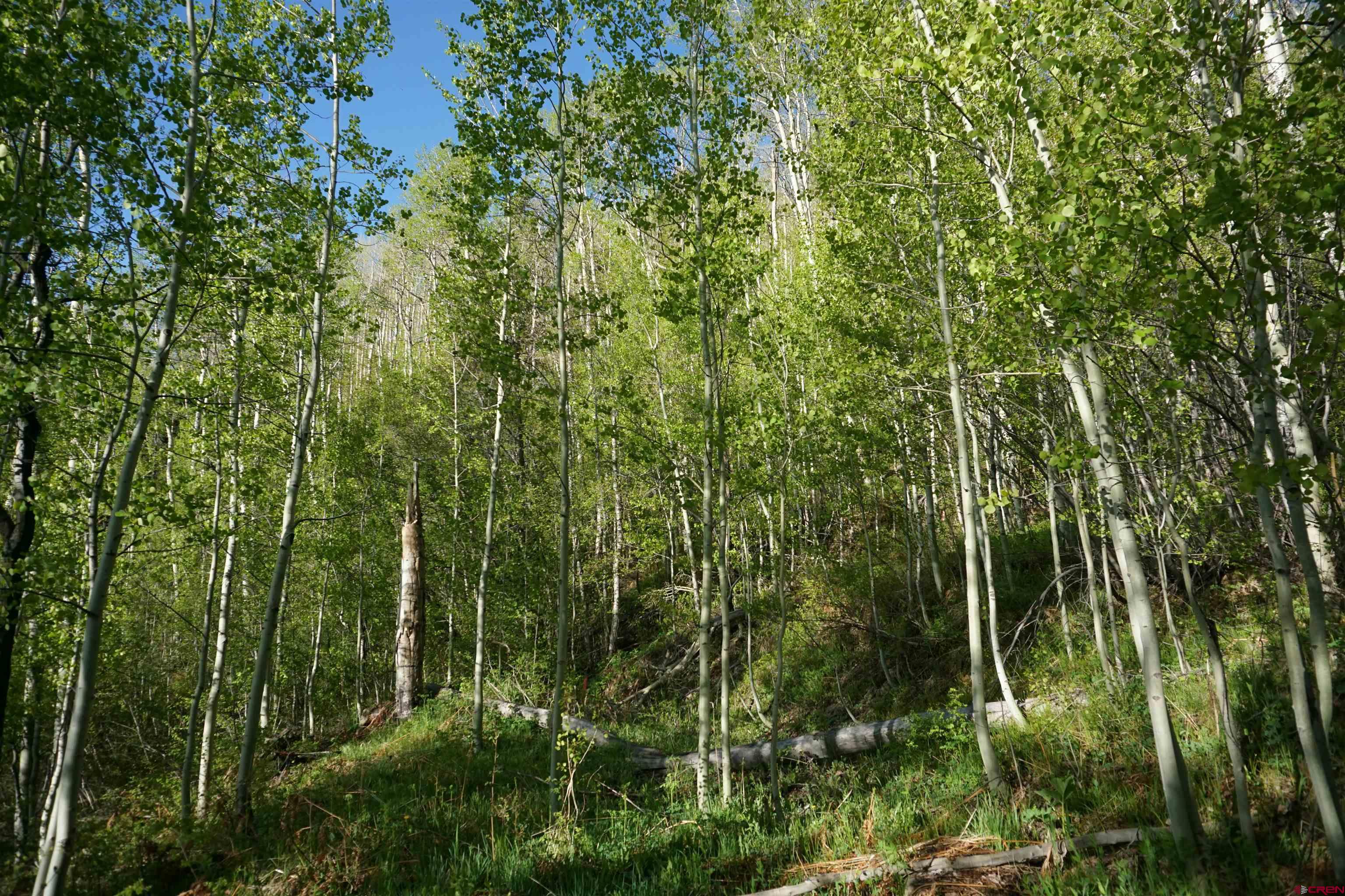 350 Falcon Ridge Road Durango, CO 81301 - Photo 5 of 39 a view of a lush green forest with lots of trees