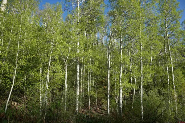 a view of a lush green forest