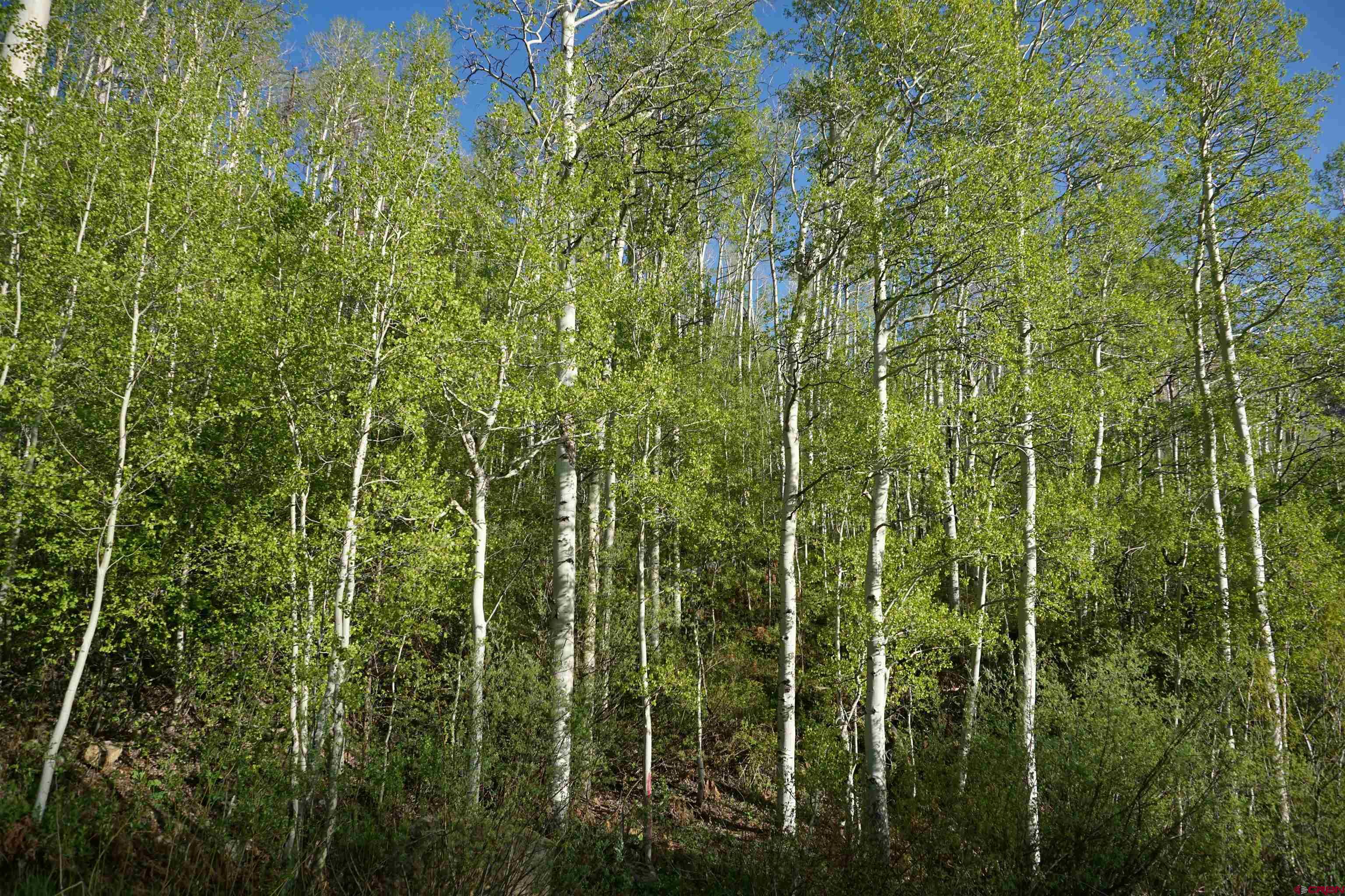 350 Falcon Ridge Road Durango, CO 81301 - Photo 6 of 39 a view of a lush green forest