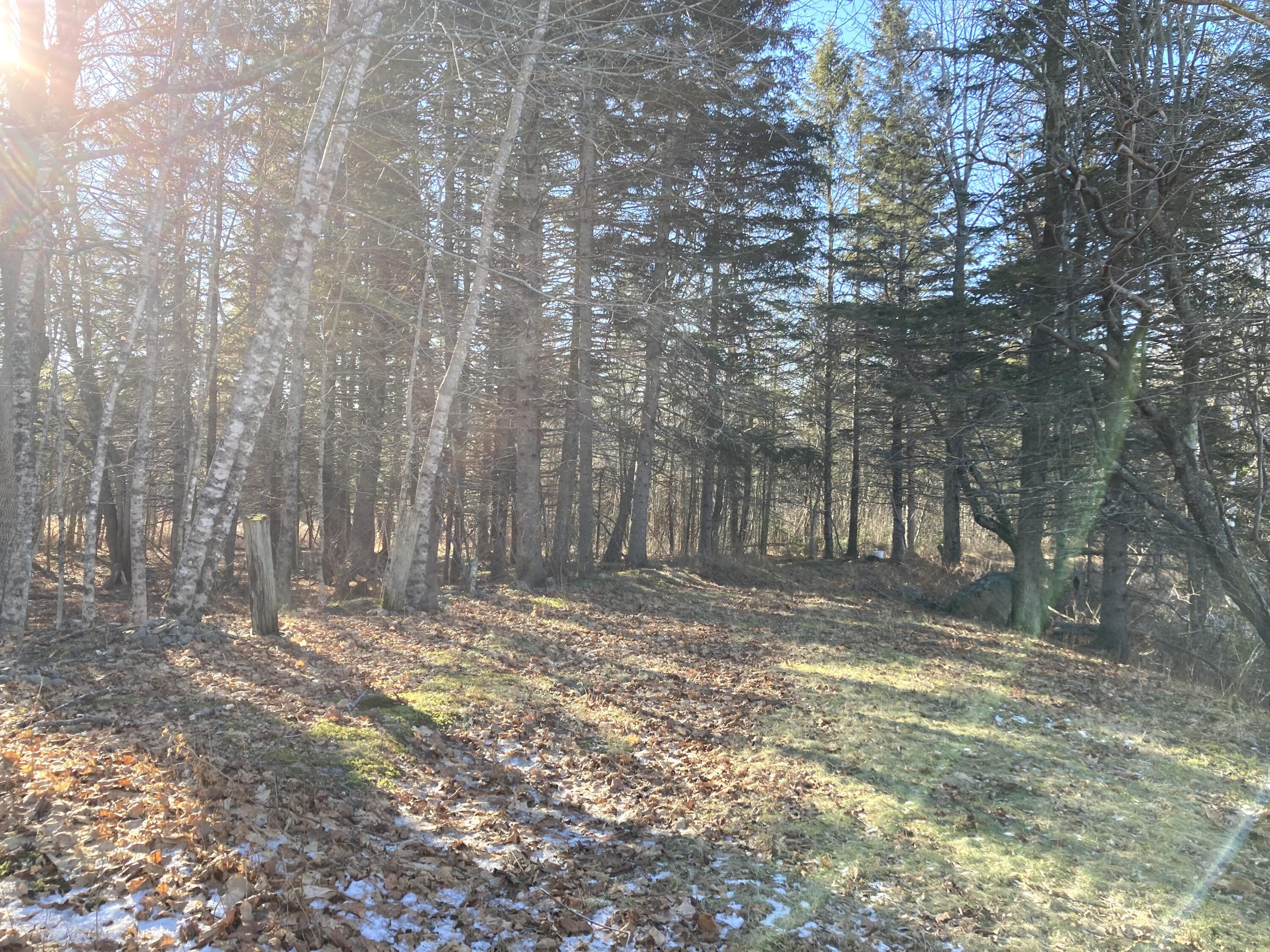 3 Rogers Point Road Steuben, ME 04680 - Photo 28 of 31 Path to Point.