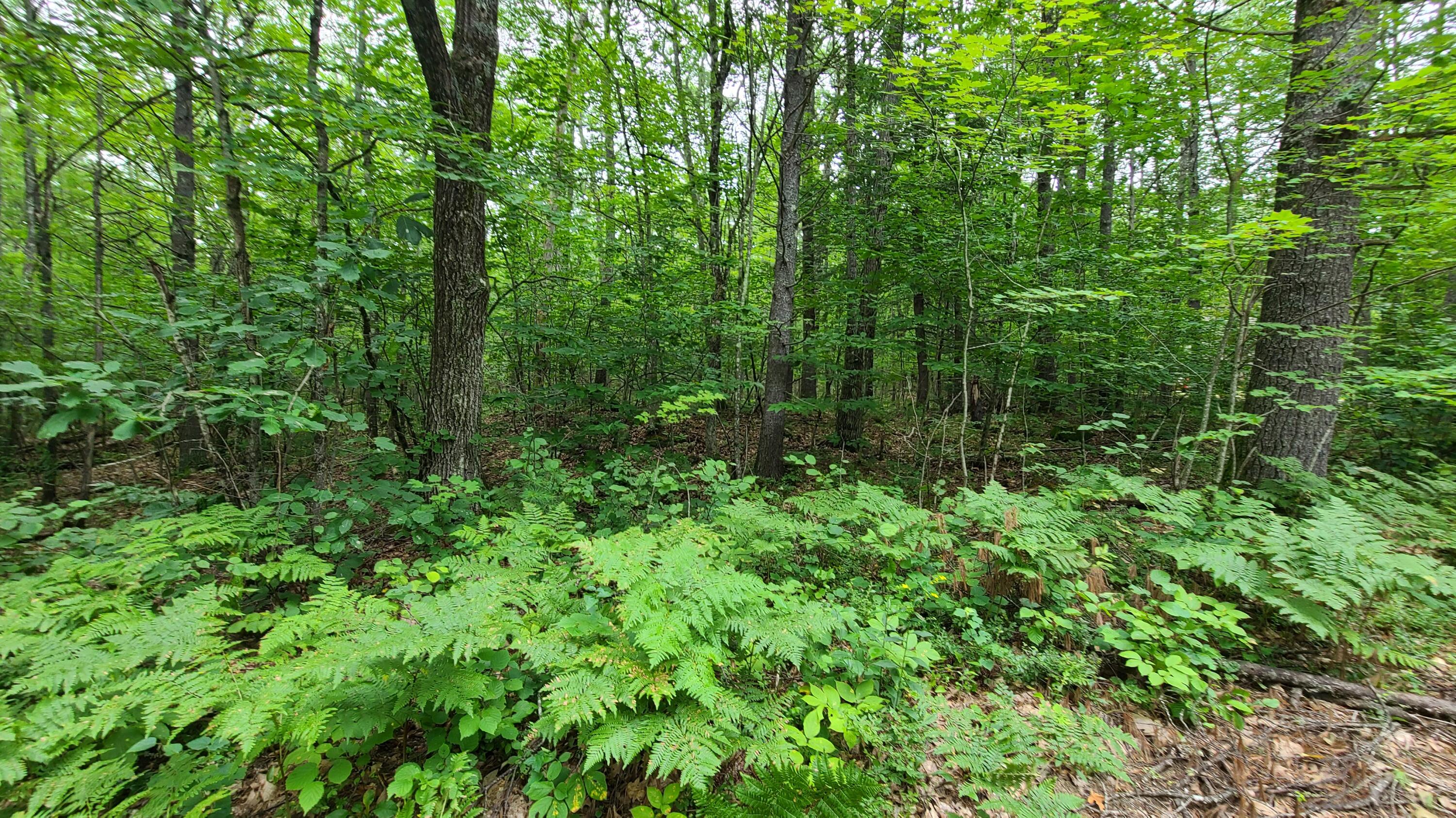 83 Cooks Mill Road Naples, ME 04055 - Photo 5 of 8 20230816_094552