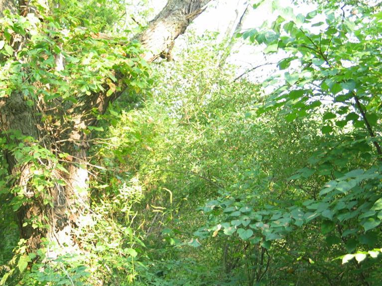 Stearns Road Cement City, MI 49233 - Photo 14 of 14 Additional Photo
